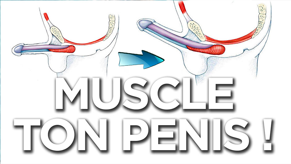 Sex-Tao: muscle PC: Exercise Kegel - Améliore ton erection